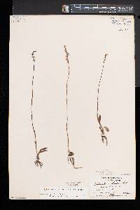 Spiranthes lacera image