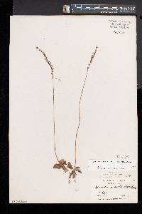 Spiranthes lacera image