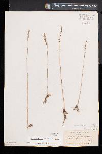 Spiranthes lacera image