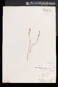 Spiranthes lacera image