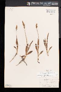 Spiranthes lucida image