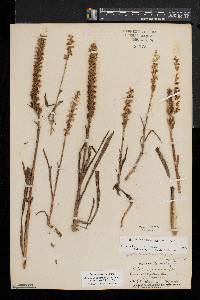 Spiranthes ochroleuca image