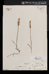 Spiranthes ochroleuca image