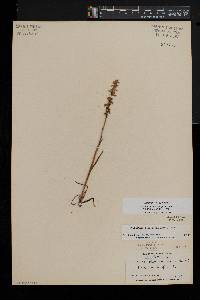 Spiranthes ochroleuca image