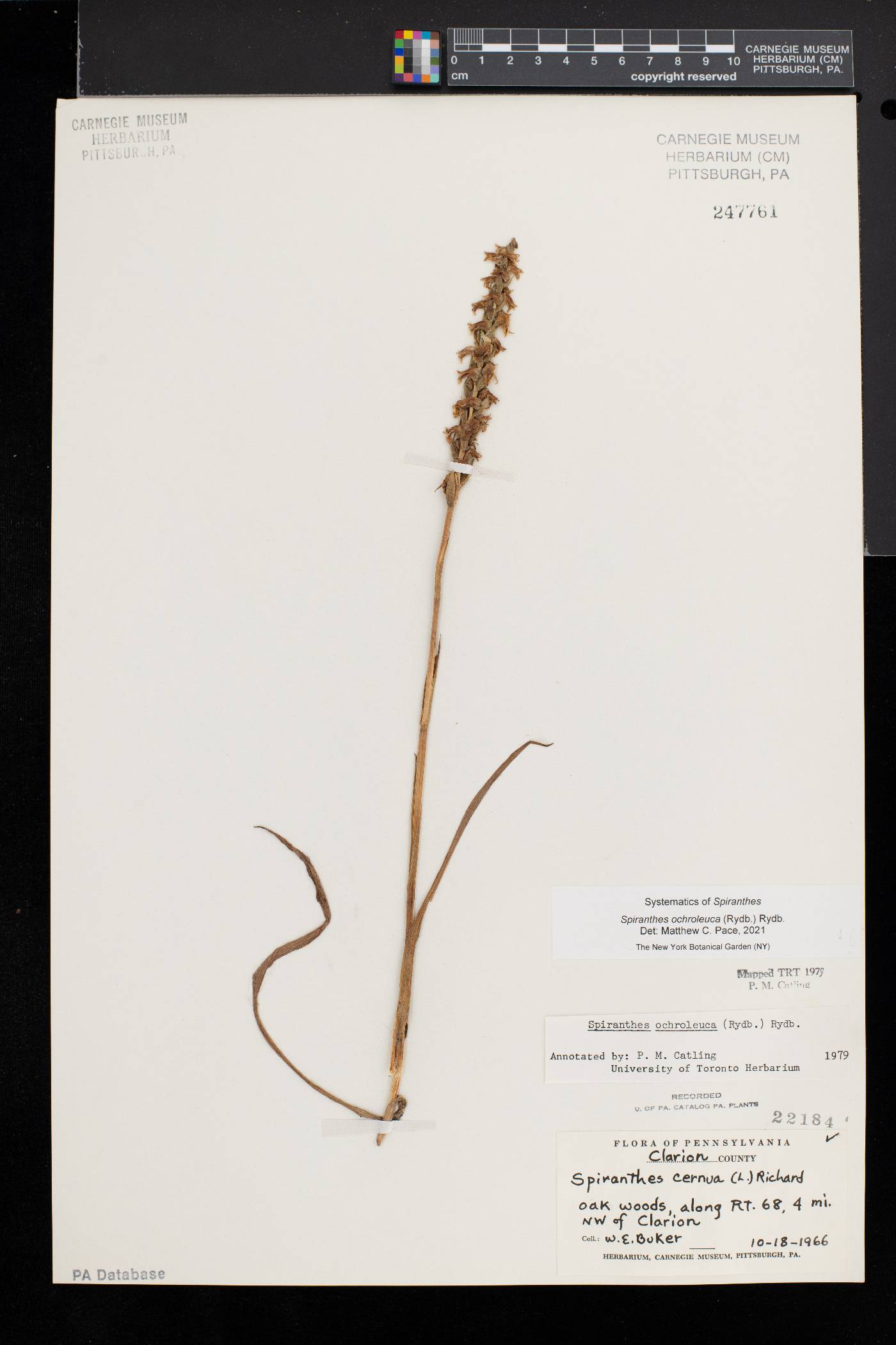 Spiranthes ochroleuca image