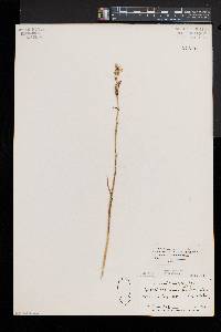 Spiranthes romanzoffiana image