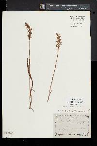 Spiranthes cernua image