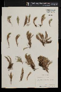 Selaginella wallacei image