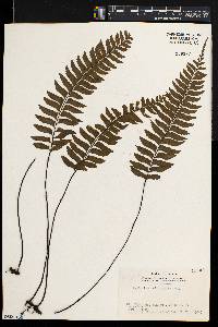 Asplenium unilaterale image