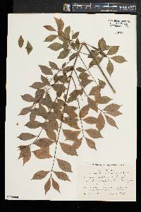 Euonymus alatus image