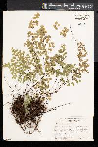 Adiantum jordanii image