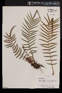 Pteris vittata image