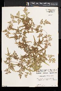 Lygodium japonicum image