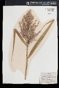 Phragmites australis image