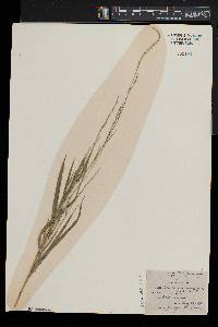 Muhlenbergia sobolifera image