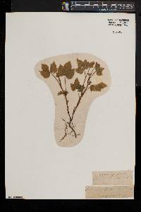 Rubus pubescens image