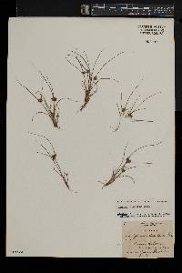 Cyperus diandrus image