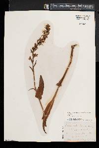 Platanthera lacera image