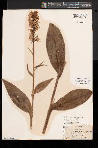 Platanthera psycodes image