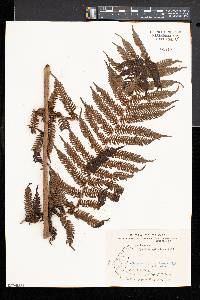 Cyathea spinulosa image