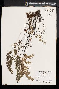 Adiantum capillus-veneris image