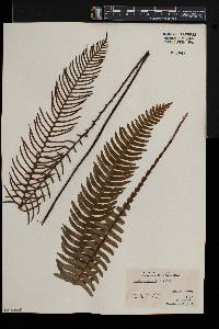 Blechnum spicant image