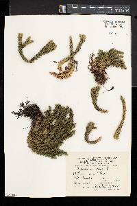 Huperzia selago image