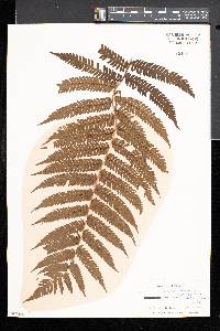 Cyathea sternbergii image