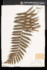 Cyathea tenera image