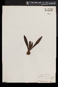 Polytaenium dussianum image