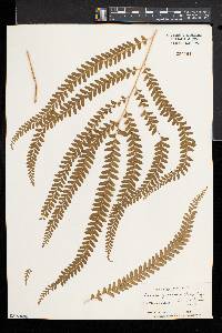 Lindsaea guianensis image