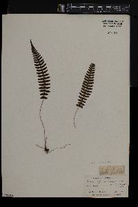 Blechnum asplenioides image