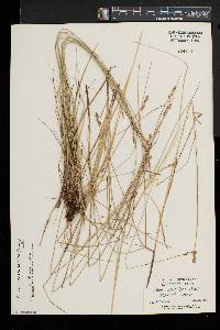 Carex cephalantha image