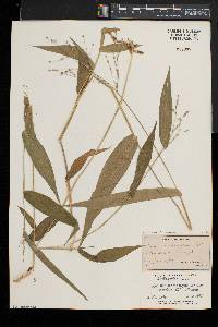 Dichanthelium latifolium image