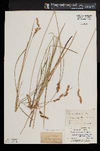 Carex prairea image