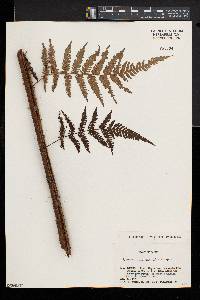 Cyathea spinulosa image