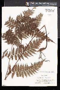 Cyathea hancockii image