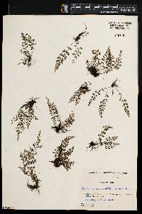 Asplenium varians image