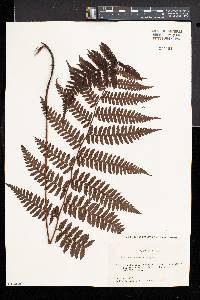 Cyathea hancockii image