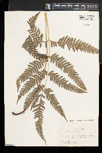 Pteris fauriei image