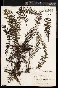 Asplenium unilaterale image
