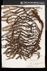 Cyathea spinulosa image