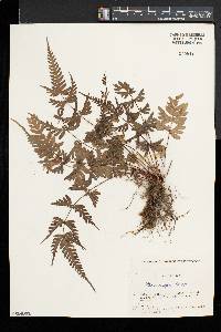 Pteris dispar image