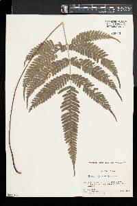 Pteris fauriei image