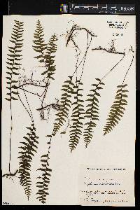 Asplenium unilaterale image
