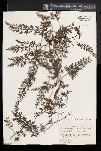 Vandenboschia birmanica image