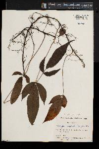 Pronephrium triphyllum image