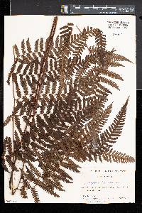 Cyathea hancockii image