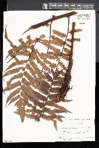 Cyathea podophylla image