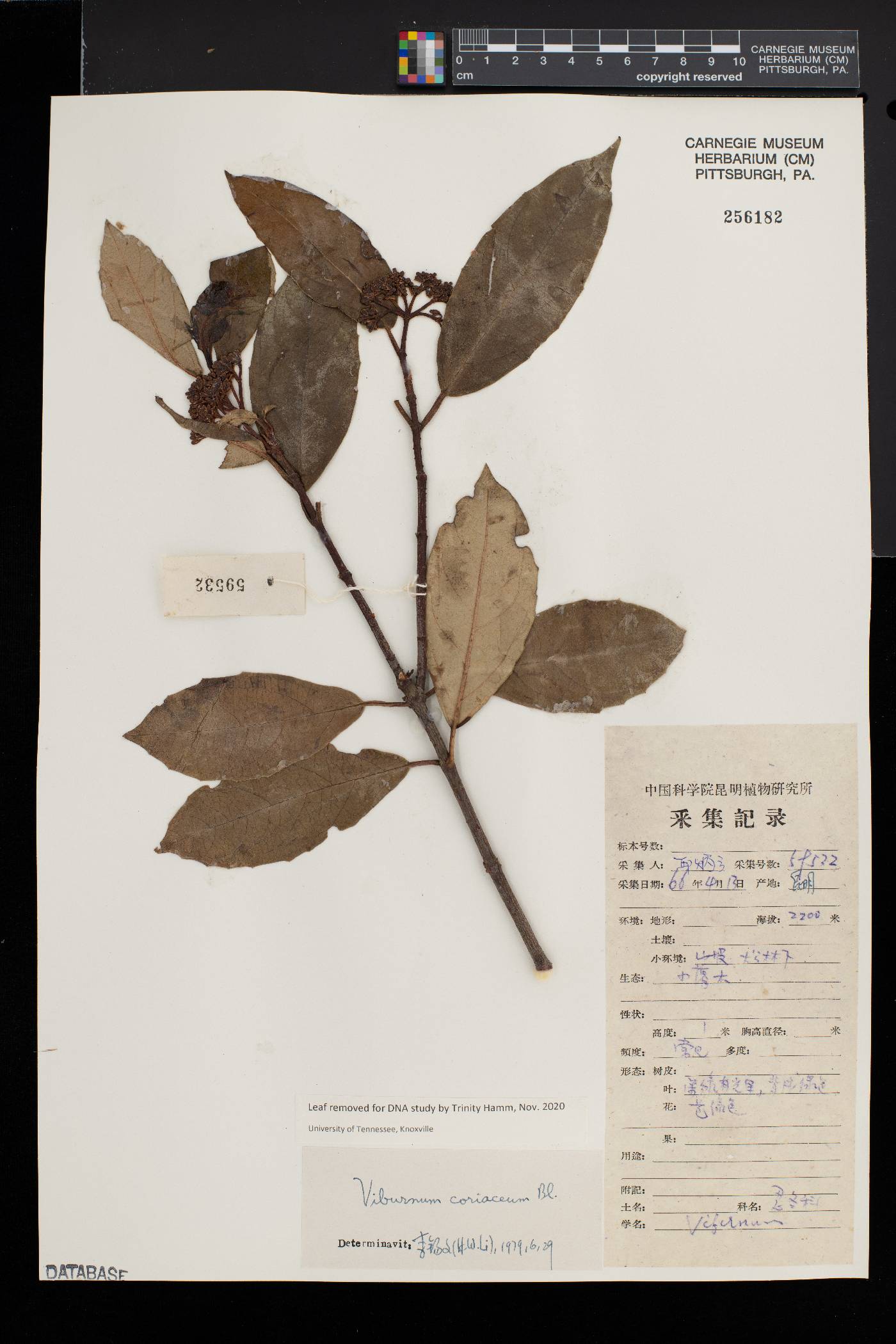 Viburnum coriaceum image